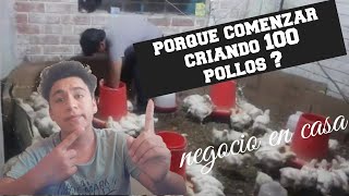 Por qué debemos comenzar criando 100 pollos de engorde NEGOCIO EN CASA [upl. by Elleirua]