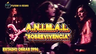 A N I M A L quotSobrevivenciaquot En Vivo [upl. by Monte]