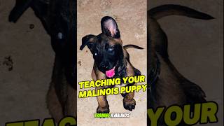 🔝Malinois Puppy Training First Steps dog germanshepherd belgianmalinois malinois dogtraining [upl. by Nednerb]