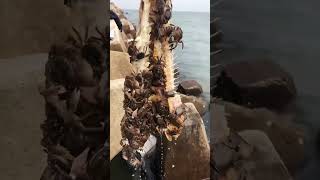 🌍 World’s Most Amazing Crab Trap 🦀 in Action 🤯 shorts crab crabtrap sea seacreatures [upl. by Evante]