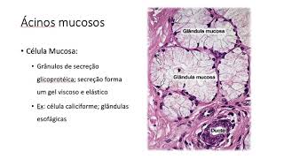 Tecido epitelial glandular [upl. by Baram]