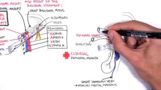 Clinical Anatomy  Lower Limb Bones Inguinal ligament Hip Knee and ankle Joints [upl. by Swihart]