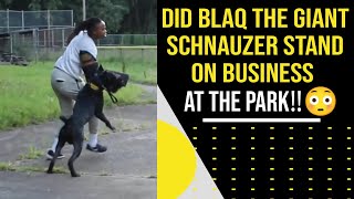 Blaq The Giant Schnauzer Stood On Business At The Park Protection Training [upl. by Dorella]