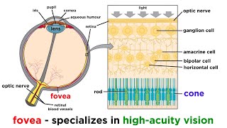 Visual Processing and the Visual Cortex [upl. by Hewie731]