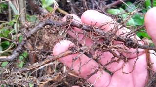 Why Permaculture People Love Autumn Olive  elaeagnus umbellata [upl. by Tnarg609]