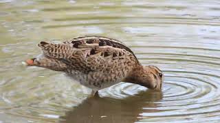 Lathams Snipe Gallinago hardwickii [upl. by Pippo]