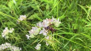 Narrow leaved mountain mint Pycnanthemum tenuifolium [upl. by Ajssatsan181]