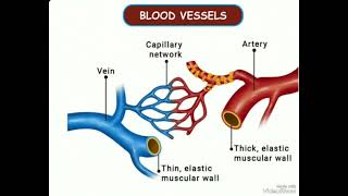 Veins Arteries and Capillaries 🔥🔥🔥👍🏻👍🏻👍🏻study ytvideo studywithswarajgirnare [upl. by Trebor]