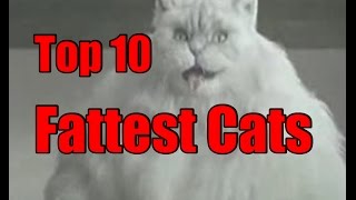 Worlds Fattest Cats  Top 10 Record Breaking Fat Cats [upl. by Ahsikat]