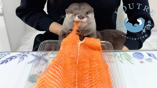 Otters Bites a Huge Salmon [upl. by Yruama]