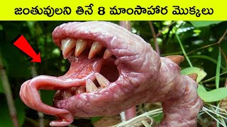 Top 10 carnivorous plants thats eat animals  BMC Facts [upl. by Mmada73]