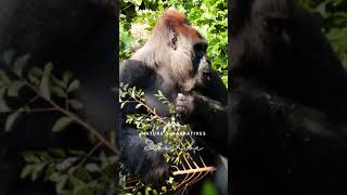 Gorillas The Gentle Giants and Their Complex Social Lives [upl. by Hekker]