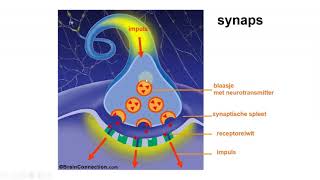 Zenuwstelsel neurotransmitters en actiepotentiaal [upl. by Ramel]