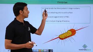 Class 11th – Kingdom Monera  Pili amp Fimbriae  Biological Classification  Tutorials Point [upl. by Doane]