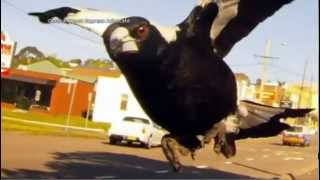 Nine News Magpie Story [upl. by Steady]