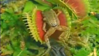 Venus Flytrap Eats Frog and Moth  Killer Carnivorous Plant Eating Toad amp Flying Insect  Fly Trap [upl. by Lecram]