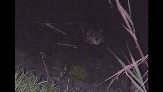 muskrat sighting at foreshore park [upl. by Simaj]