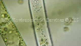 Green Filamentous Algae [upl. by Otrepur]