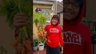 Harvesting Carrots 🥕 😋 garden shorts carrot [upl. by Rebliw260]