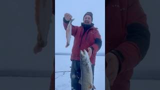 LOOK WHAT THIS GIANT LAKE TROUT SPIT OUT TODAY AT LAKE LOUISE ALASKA [upl. by Leirza]