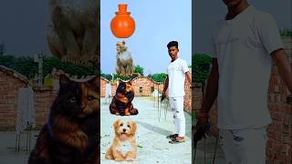 Dog amp Billi or ser monkey 🐵 trending funny monkey doglover youtubeshorts ytshorts [upl. by Davita]