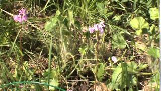 Minnesota Native Plant  Prairie Shooting Star Dodecatheon Meadia var Meadia [upl. by Boyer]