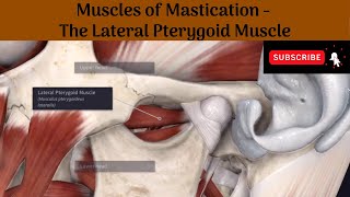 Lateral Pterygoid muscle  Origin  Insertion  Nerve Supply  Actions  Relations [upl. by Amaso]