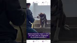 Cachorro Pede Ajuda Do Alto Da Janela De Prédio Abandonado [upl. by Ennaylloh]