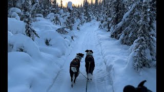 Skijoring With 2 Dogs Through the Alaska Forest [upl. by Aranat88]