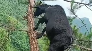 Training goats to climb to avoid predators [upl. by Enomal]