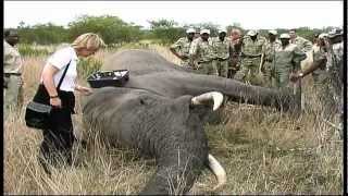 Elephant Capture  South Africa Travel Channel 24 [upl. by Eeliab101]