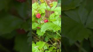 Beautiful woodland strawberries nature [upl. by Evangelist]