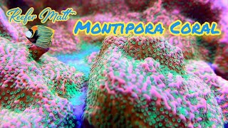 Montipora Coral Care in The SPS Reef Tank [upl. by Alys]