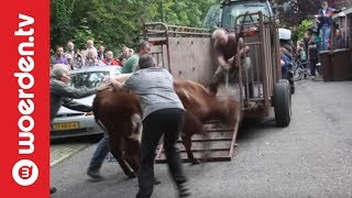 Woerden TV  Politie schiet dolle koe neer in Woerden [upl. by Mistrot]