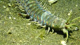 Bobbit Worm at Lembeh [upl. by Luciana]