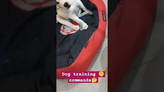 Dog training commands wait bestguarddog funny funny guarddog dogbreed pets cute guardog [upl. by Jezabel]