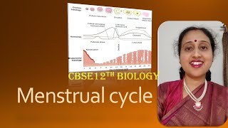 MenstrualCycleFemaleReproductivesystemProliferativephaseLutealPhaseCBSE12thBiology [upl. by Ybot]