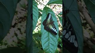 Oh simple thing where have you gone  clipper butterfly  Parthenos sylvia butterfly [upl. by Ahcsas973]