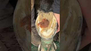 Hoof CareNew Shoes for Prince Applied EasyCare VersaGrip Composite Shoes horse streamhorsetv [upl. by Gibb]