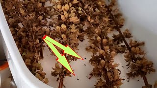 Collecting Coleus Seeds is a SNAP [upl. by Nedaj834]