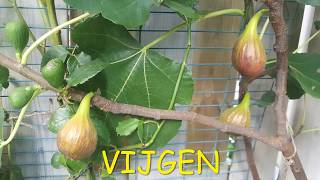 Vijgenboom  Fig Tree [upl. by Nylodnarb55]