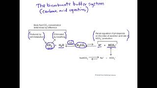 The bicarbonate buffer system [upl. by Kimberley]