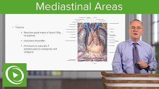 Mediastinal Areas – Anatomy  Lecturio [upl. by Akerehs77]