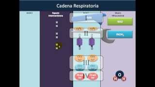 Óxido Reducción 5⚡️Cadena Respiratoria [upl. by Soren42]