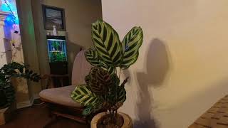 Calathea Makoyana 20hr Time Lapse [upl. by Meekyh]