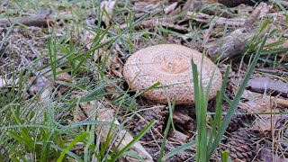 Primer Boletus Edulis Niscalos y Champiñones Septembrie 2024 2 [upl. by Che]