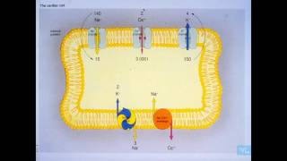 ECG normale er principales anomalies Partie 1 [upl. by Dorsman]