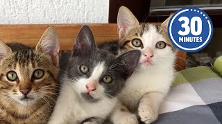 30 Minutes of the Worlds CUTEST Kittens 😻💕 [upl. by Mesics710]