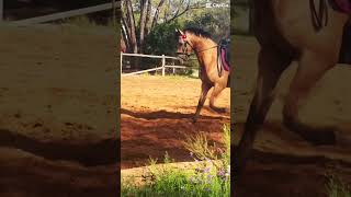 ￼Training for Sunday comp Follow along 🐴❤️🫶🤩 sundaycomp training dressage morningride [upl. by Anreval]