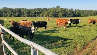 Started fencing the NEW land🐂🐑 [upl. by Larena]